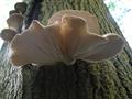 pleurotus ostreatus